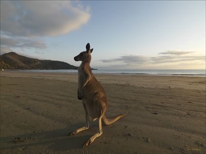 Kangaroo at sunrise - Cape Hillsborough NP - QLD SQ (PBH4 00 15244)